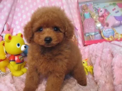 清水 様のお迎えした子犬