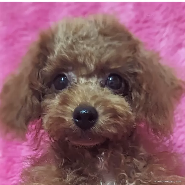 ID:2408-07776の子犬