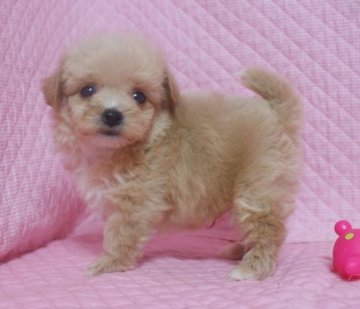 ミックス犬　チワワプー　父トイプー　母チワワ【静岡県・男の子・2013年3月29日・クリーム&ホワイト】の写真「」