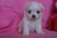 ミックス犬　マルチワ～　マルチーズｘチワワ【静岡県・女の子・2013年6月6日・ホワイト&クリーム】の写真「」