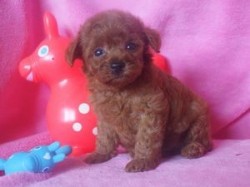 トイプードル(タイニー)【静岡県・男の子・2013年6月12日・レッド】の写真「」