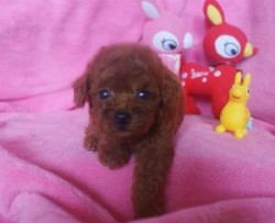 トイプードル(タイニー)【静岡県・女の子・2013年6月12日・レッド】の写真「」