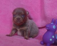 チワワ(ロング)【静岡県・男の子・2013年6月4日・イザベラ タン&ホワイト】の写真「」