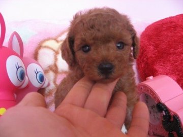 トイプードル(トイ)【静岡県・女の子・2013年4月30日・レッド】の写真「」