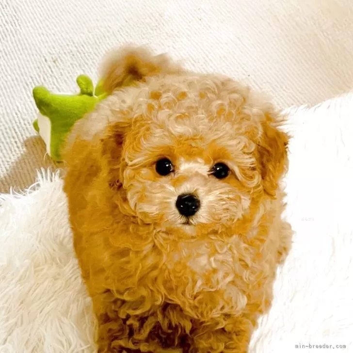 ID：2504-07336の子犬