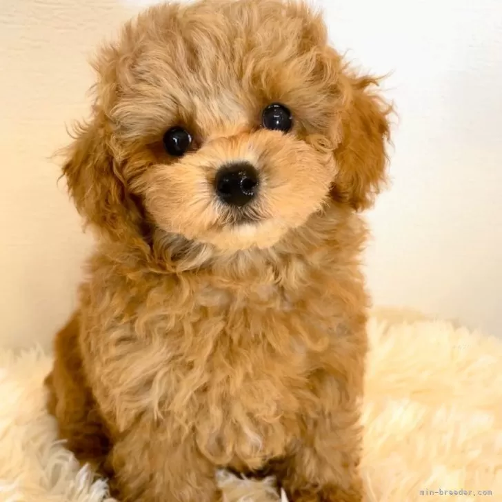 ID：2509-00505の子犬