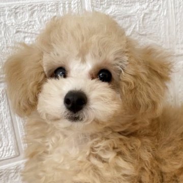 トイプードル(タイニー)【福岡県・男の子・2025年7月25日・ペール・フォーン】の写真「大きな目のかわいい子　ワクチン他すべて込み価格」