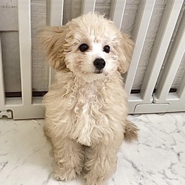 トイプードル(トイ)【福岡県・男の子・2025年7月25日・ペール・フォーン】の写真「大きな目、優しい毛色、ワクチン他すべて込み価格」