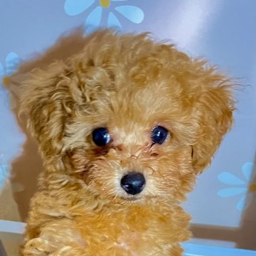 タイニープードル【福岡県・男の子・2025年7月25日・レッド・フォーン】の写真「まんまる目の小ぶりな子　ワクチン他すべて込み価格」