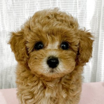 トイプードル(タイニー)【福岡県・男の子・2025年6月8日・レッド•フォーン】の写真「大きなまんまる目！すべて込み価格です」