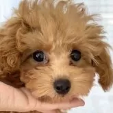 タイニープードル