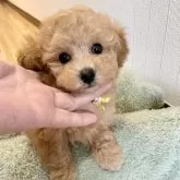 タイニープードル