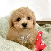 タイニープードル