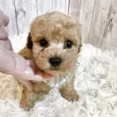 タイニープードル