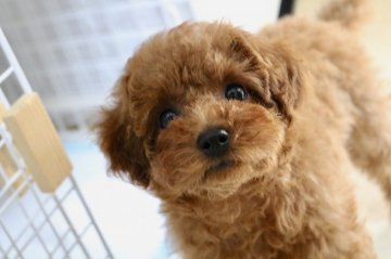 トイプードル(タイニー)【福岡県・女の子・2018年12月30日・レッド】の写真「お目目クリクリのとっても可愛いお顔の女の子」