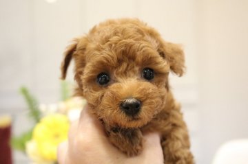 トイプードル(タイニー)【福岡県・女の子・2020年2月12日・レッド】の写真「クルクルお目目の愛らしい子」