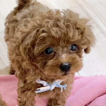 トイプードル(タイニー)【福岡県・男の子・2022年6月27日・レッド】の写真「まんまる顔で詰まったボディ！」