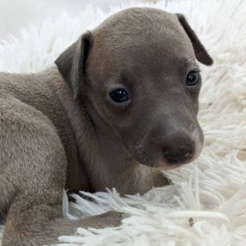 イタリアングレーハウンド【千葉県・女の子・2024年9月10日・ブルーフォーン】の写真「むちむちの可愛い女の子です♥」