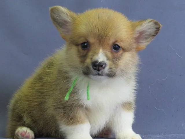 コムギ 様のお迎えした子犬