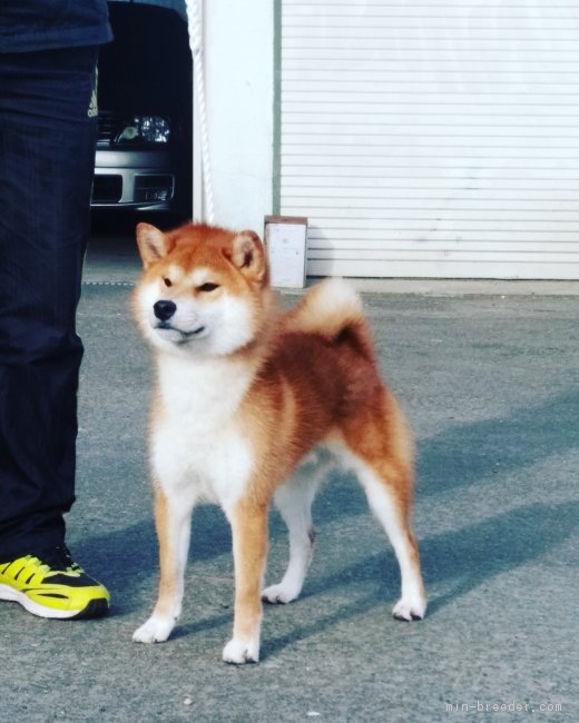 浜将軍　号　柴犬｜小野　正規(おの　まさき)ブリーダー(宮城県・柴犬など・JKC/日本犬保存会/KC/甲斐犬愛護会登録)の紹介写真2