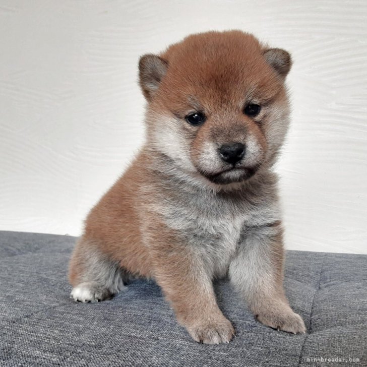 ブリーダー画像