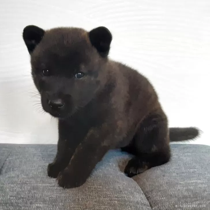 ID：2509-02422の子犬