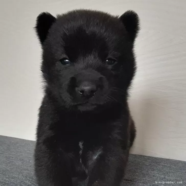 ID：2412-01696の子犬