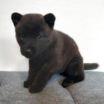 甲斐犬【宮城県・女の子・2025年8月24日・中虎毛】の写真「小ぶりな女の子🐶」