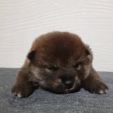 柴犬(標準サイズ)