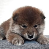 柴犬(標準サイズ)