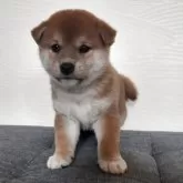 柴犬(標準サイズ)