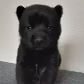 甲斐犬【宮城県・女の子・2024年11月13日・中虎毛】の写真1