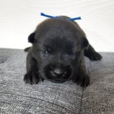 甲斐犬