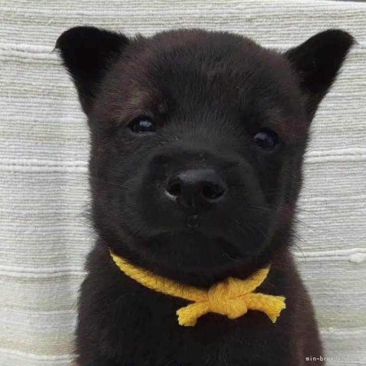 T.M 様のお迎えした子犬