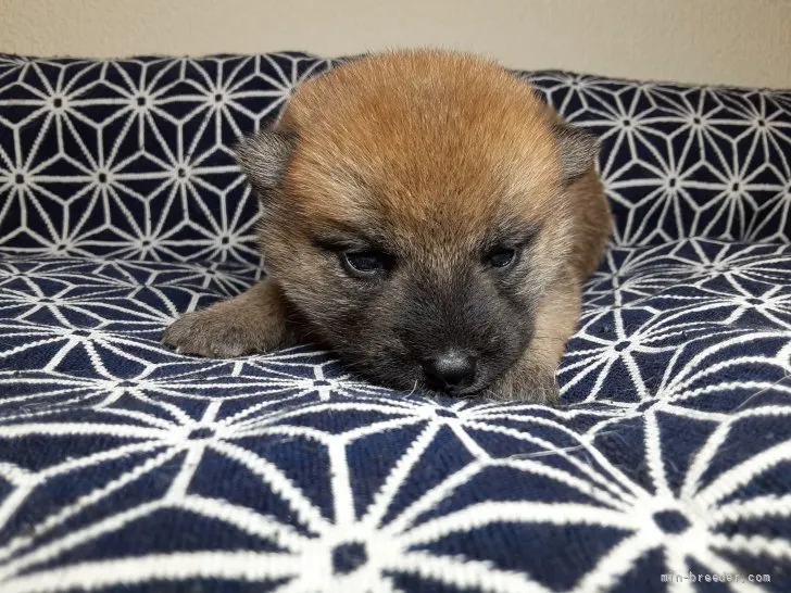 sachi3596@yahoo.co.jp 様のお迎えした子犬