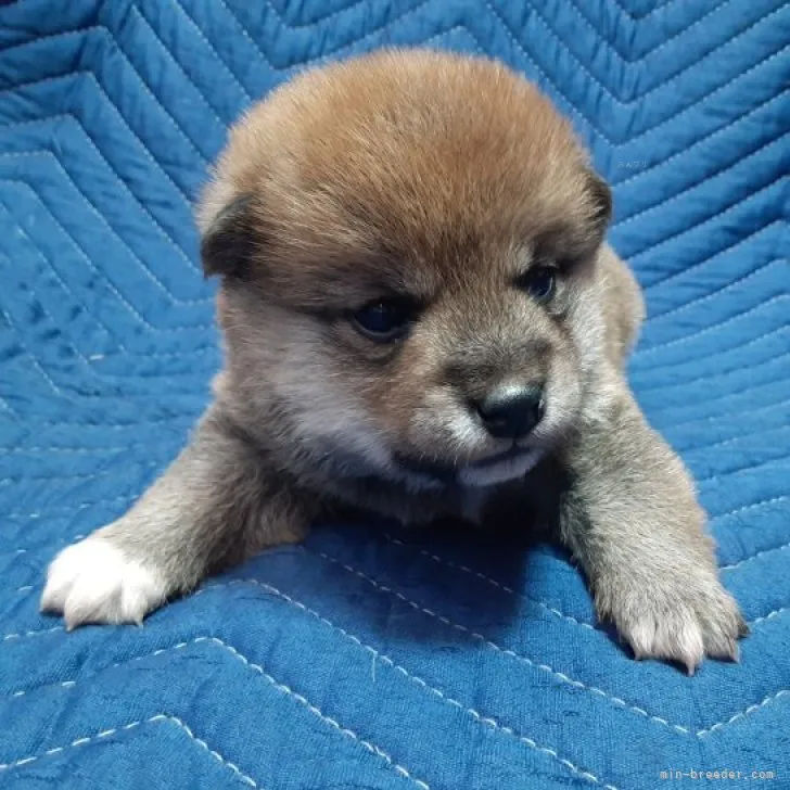 M.S 様のお迎えした子犬