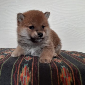 柴犬(標準サイズ)【宮城県・女の子・2024年1月15日・赤毛】の写真「大人しく可愛い女の子🐶」