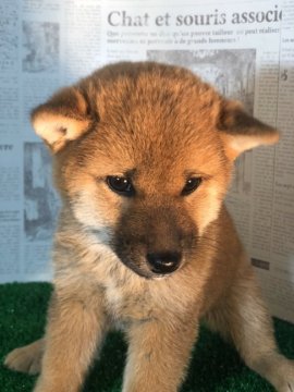 柴犬(豆柴)【宮城県・女の子・2019年9月11日・赤毛】の写真「とにかく可愛い💠女の子です」