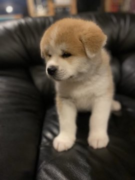 秋田犬【宮城県・男の子・2020年1月20日・赤毛】の写真「とっても可愛い子犬ちゃんです💠」