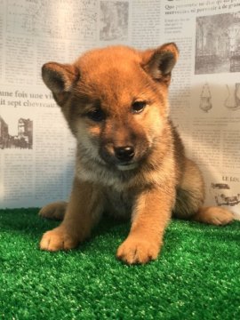 柴犬(豆柴)【宮城県・女の子・2019年9月11日・赤毛】の写真「とにかく可愛くて大人しい❗」