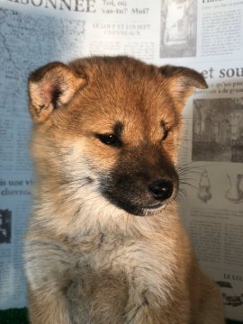 柴犬(標準サイズ)【宮城県・女の子・2019年9月16日・赤毛】の写真「大人しい女の子です」