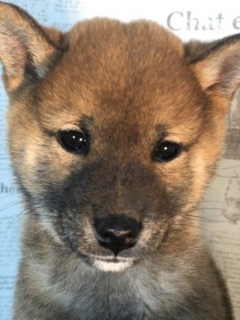 柴犬(豆柴)【宮城県・女の子・2019年9月16日・赤毛】の写真「綺麗な顔立ちの女の子❗」