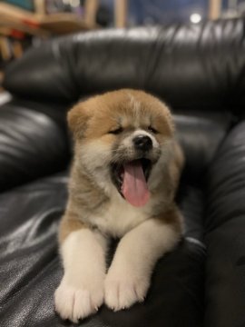 秋田犬【宮城県・男の子・2020年1月20日・赤毛】の写真「元気いっぱい可愛い子です💠」