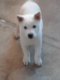 紀州犬