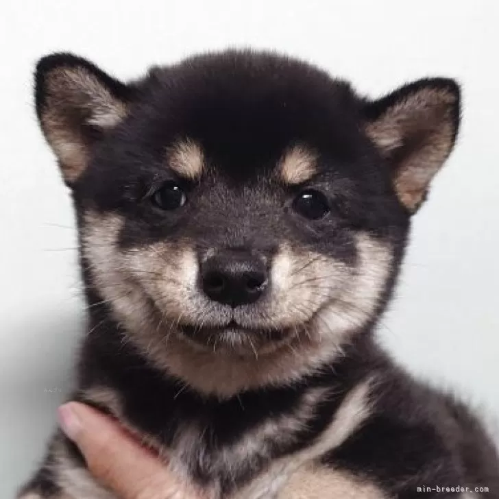 ID：2509-01629の子犬