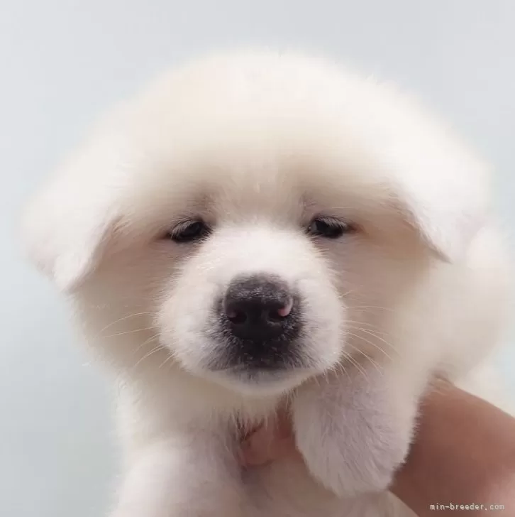 ID:2507-01911の子犬