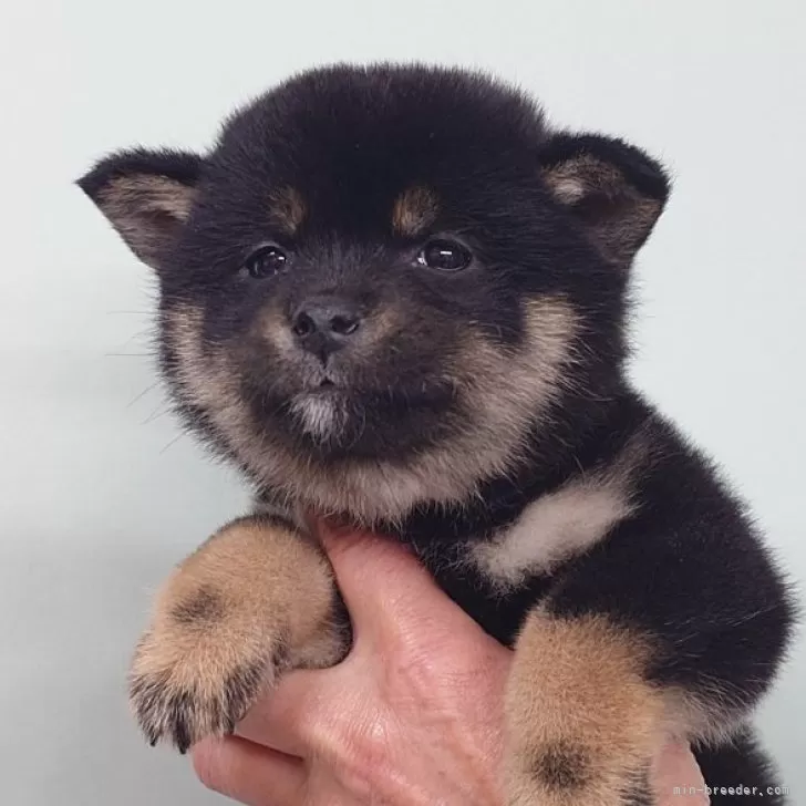 ID:2501-01379の子犬