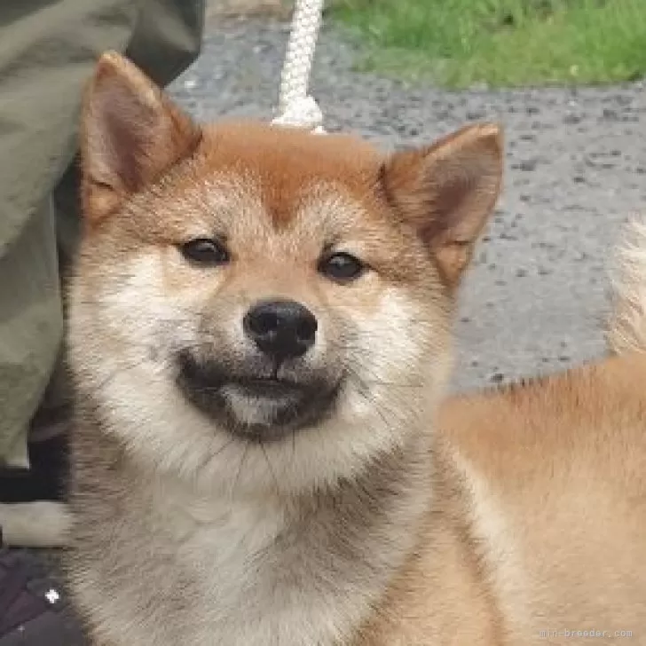 ★まーちん 様のお迎えした子犬
