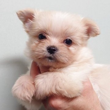 ポメマル(マルチーズ×ポメラニアン)【茨城県・女の子・2025年9月16日・ホワイト】の写真「元気で明るい性格の女の子です♪♪」