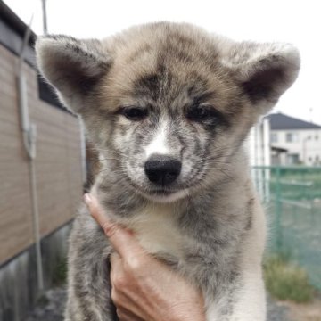 秋田犬【茨城県・女の子・2025年8月7日・虎】の写真「食欲旺盛で元気な性格の女の子です♪♪」